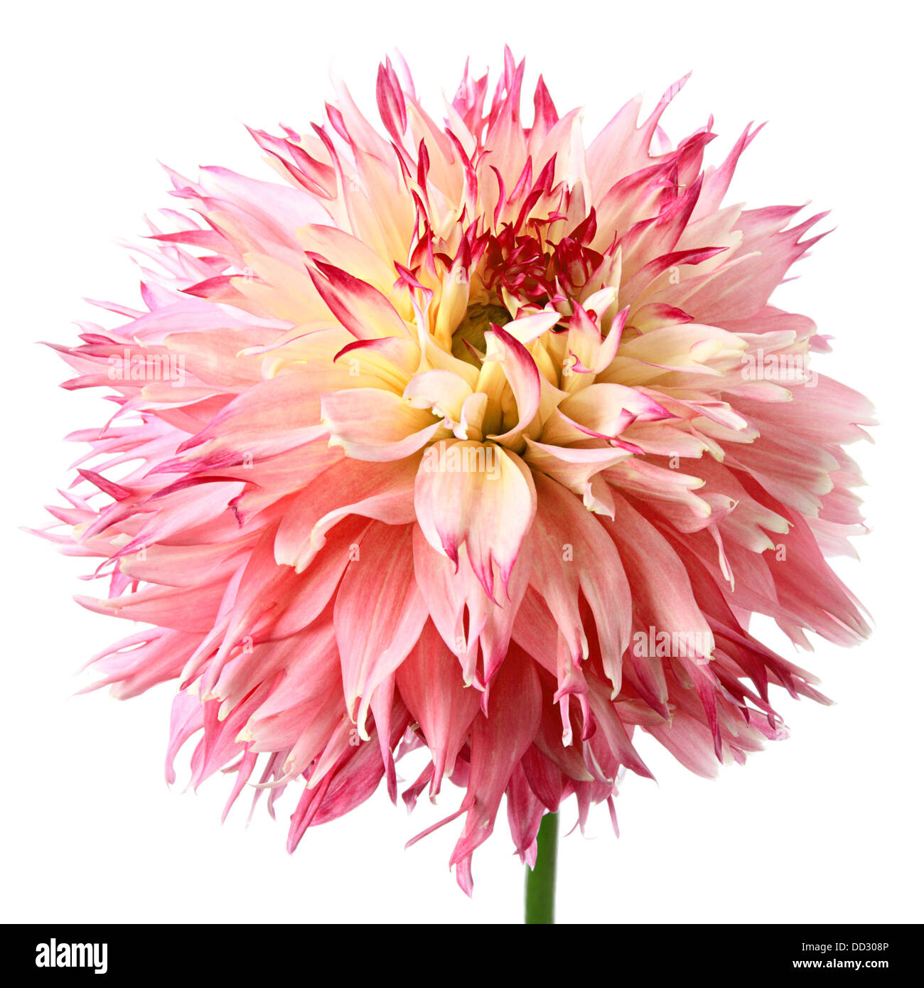 Close-up of beautiful red dahlia isolated on a white background Stock Photo