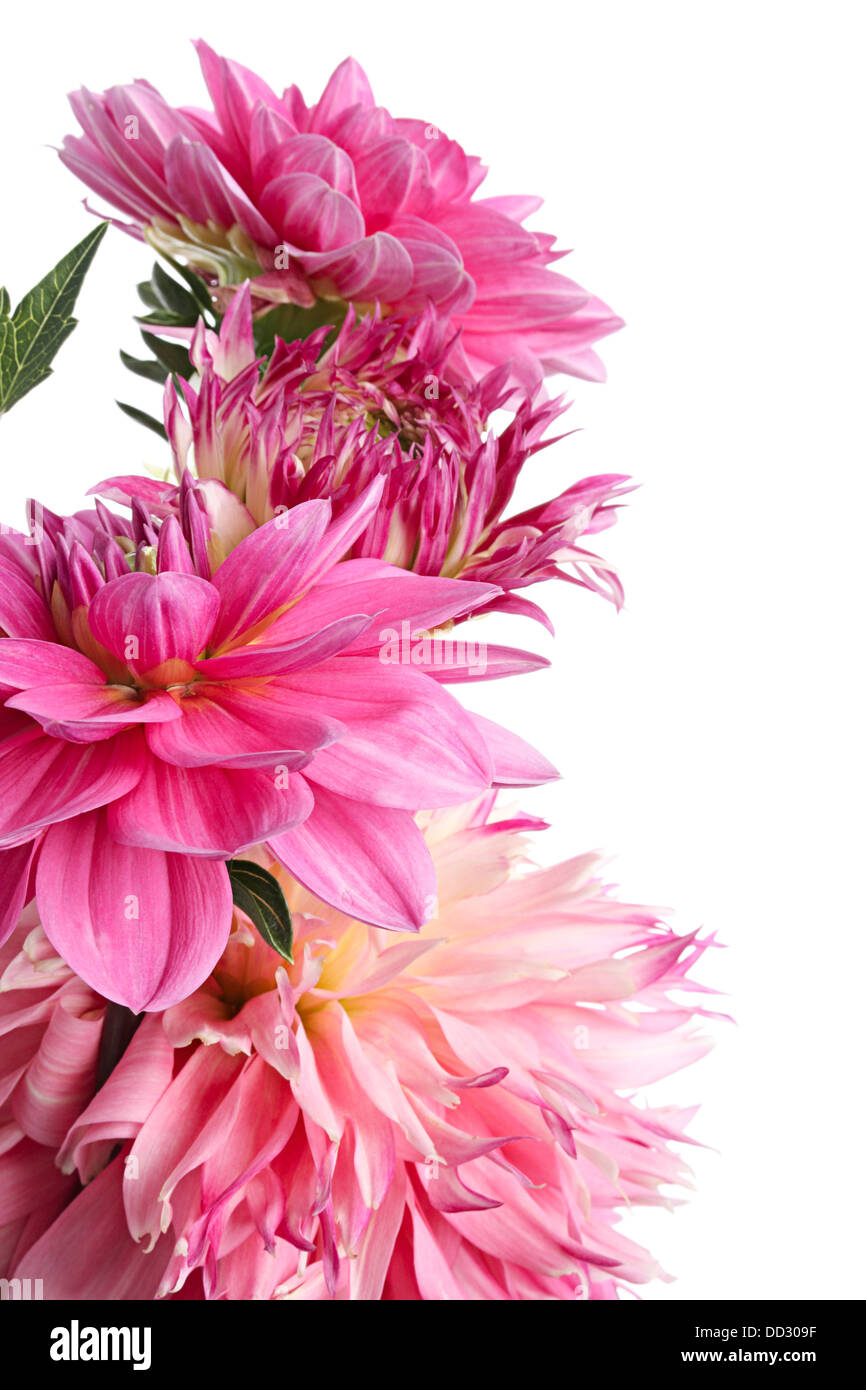 Dahlia. Pink flowers isolated on a white background Stock Photo - Alamy