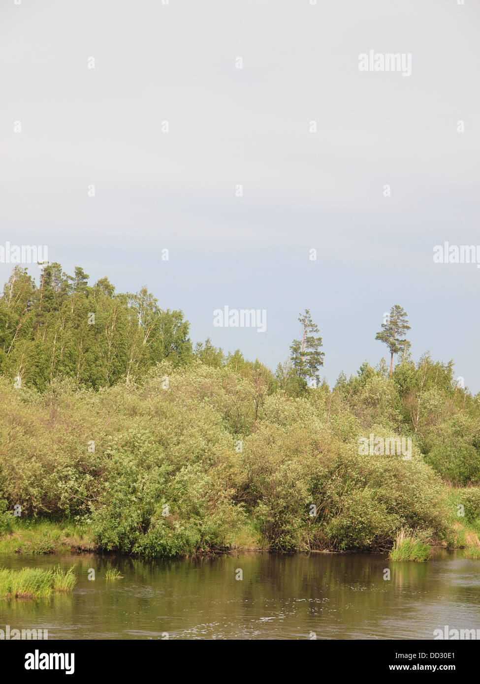 River and forest in summer. Russia Stock Photo - Alamy