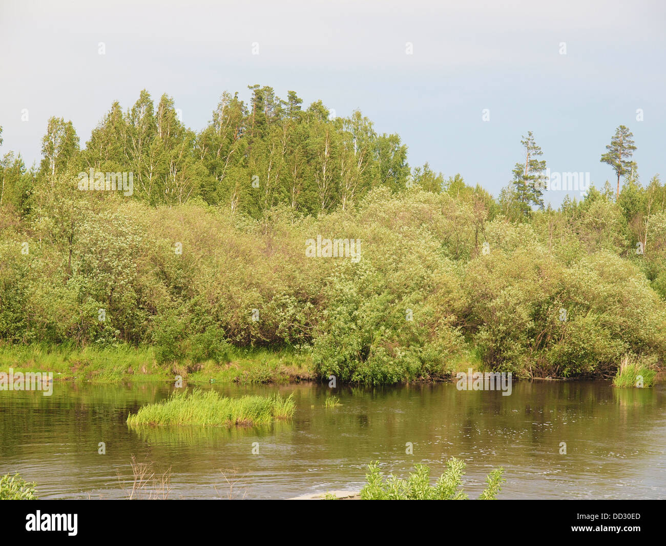 River and forest in summer. Russia Stock Photo - Alamy
