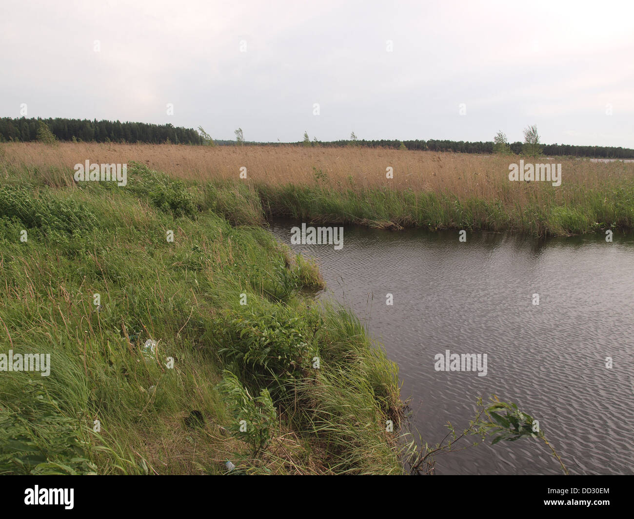 River and forest in summer. Russia Stock Photo - Alamy