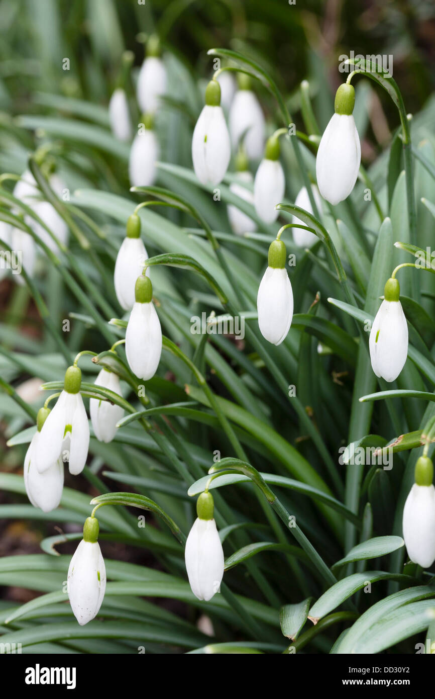 Clump of snowdrops in a garden in the UK Stock Photo