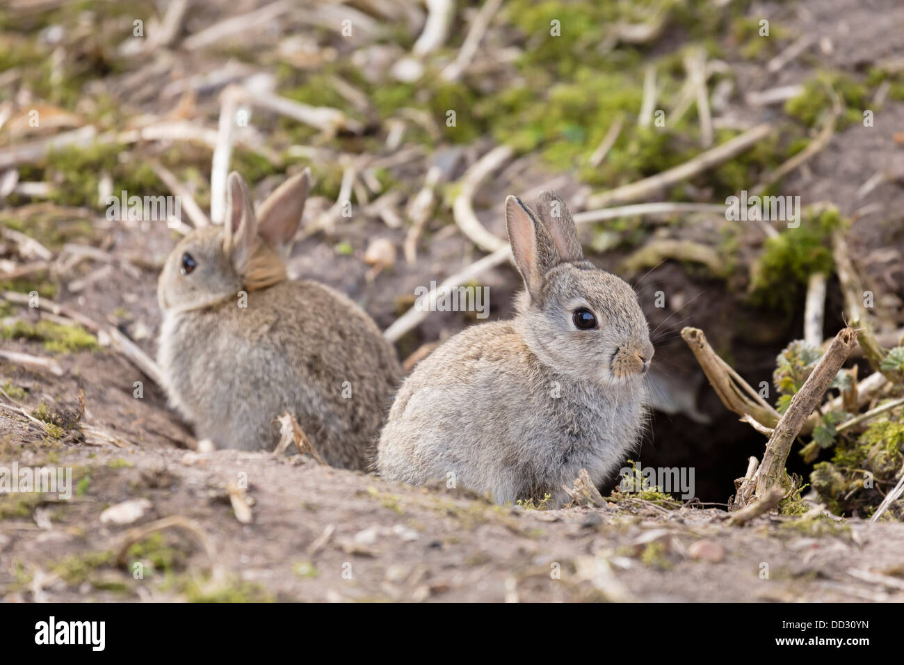 Wild burrows hires stock photography and images Alamy