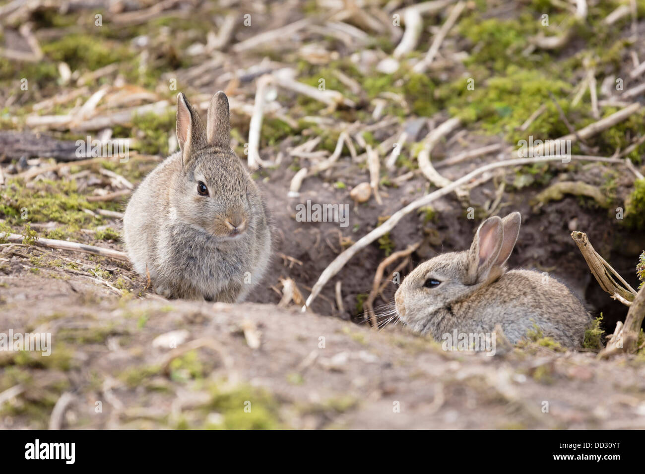 Two baby wild European rabbits sit outside their burrow at a rabbit
