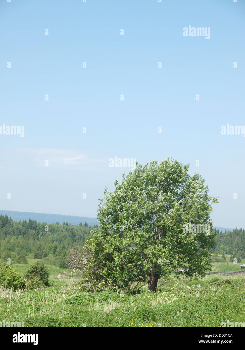 Forest in summer. Russia Stock Photo - Alamy