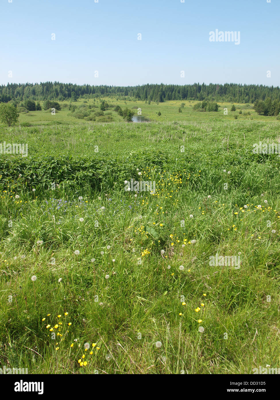 Forest in summer. Russia Stock Photo - Alamy
