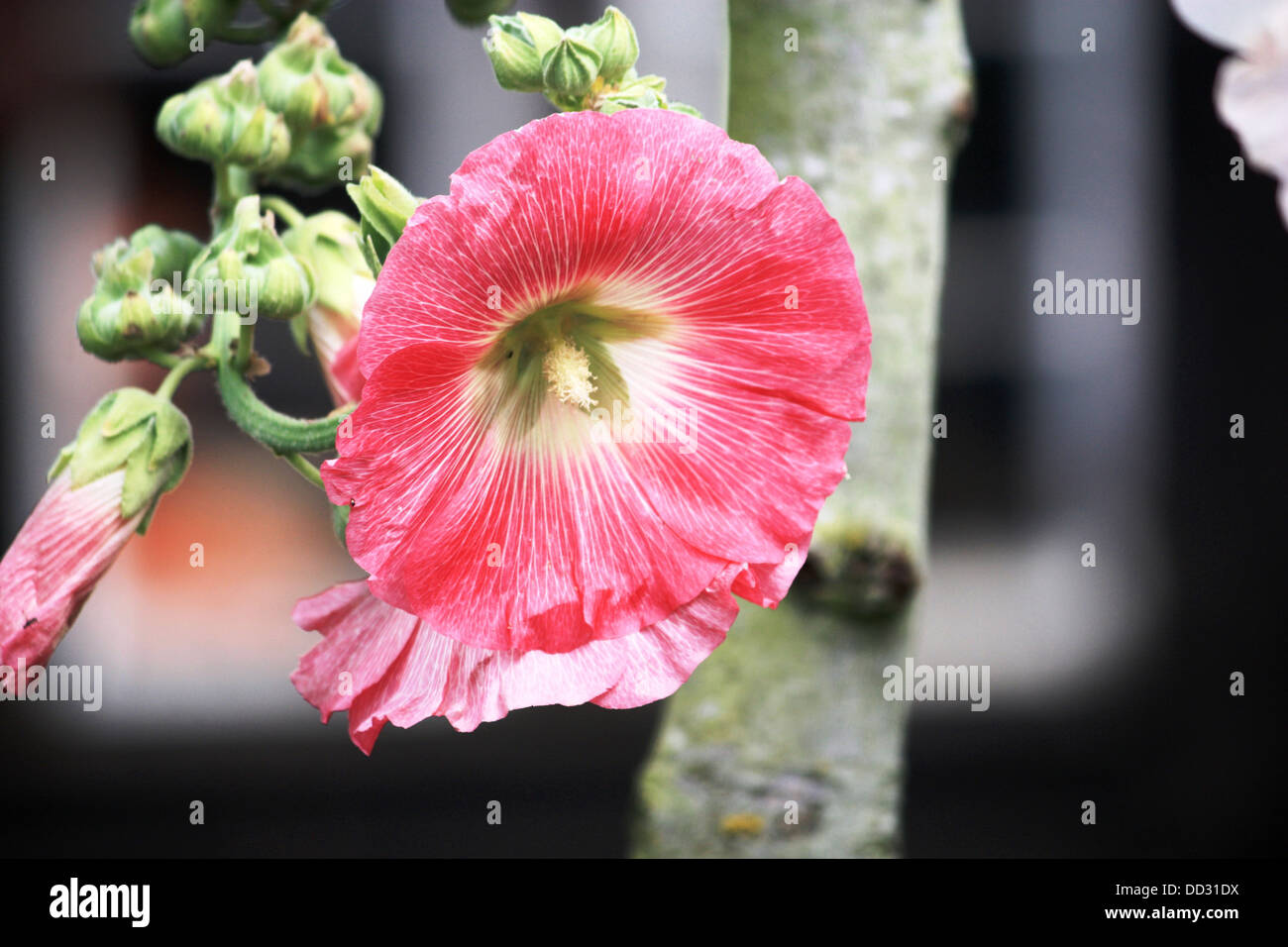 Hollyhock (Althaea) Stock Photo