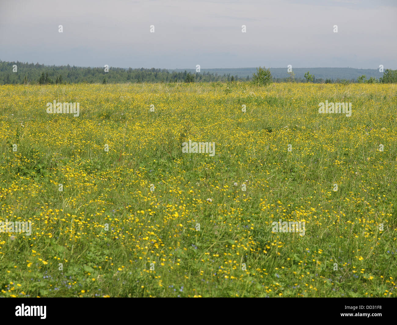 Forest in summer. Russia Stock Photo - Alamy