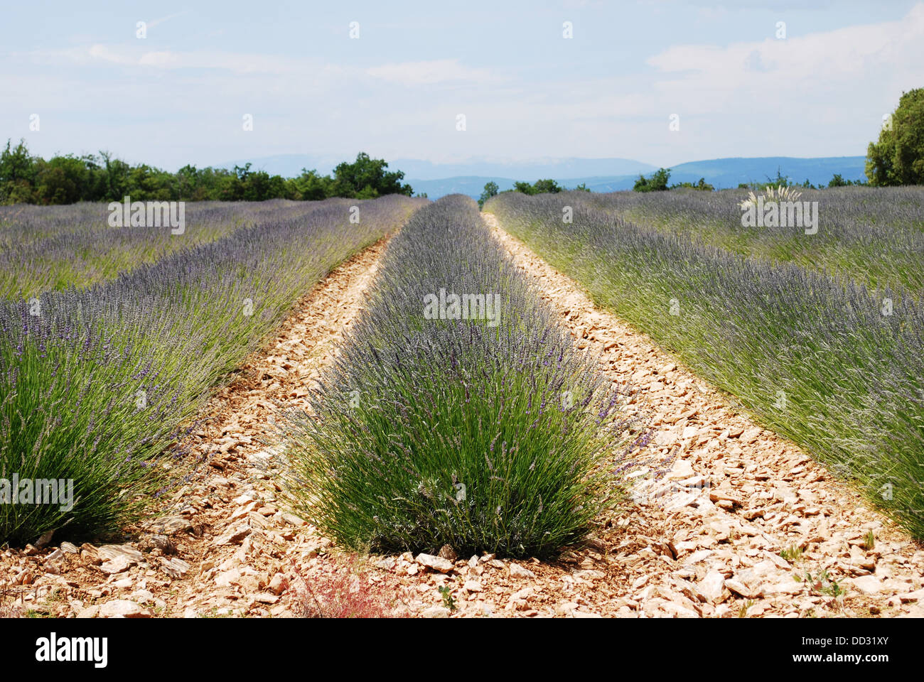 Lavender field landscape in Provence, France Stock Photo