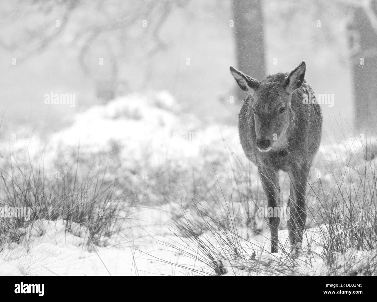 Empty park in snow Black and White Stock Photos & Images - Alamy