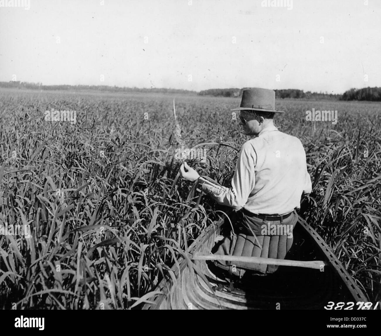 Wildlife Technician Jerome Stoudt Examining the Fruiting Head of Wild Rice - - 2128368 Stock Photo