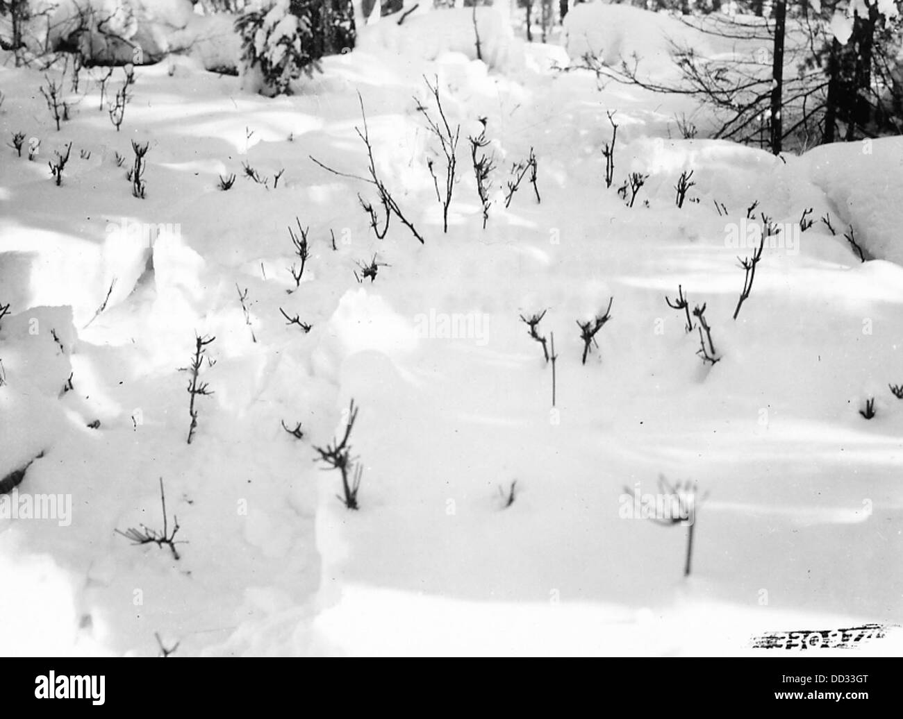Young Hardwoods Heavily Browsed by Deer - - 2127747 Stock Photo - Alamy