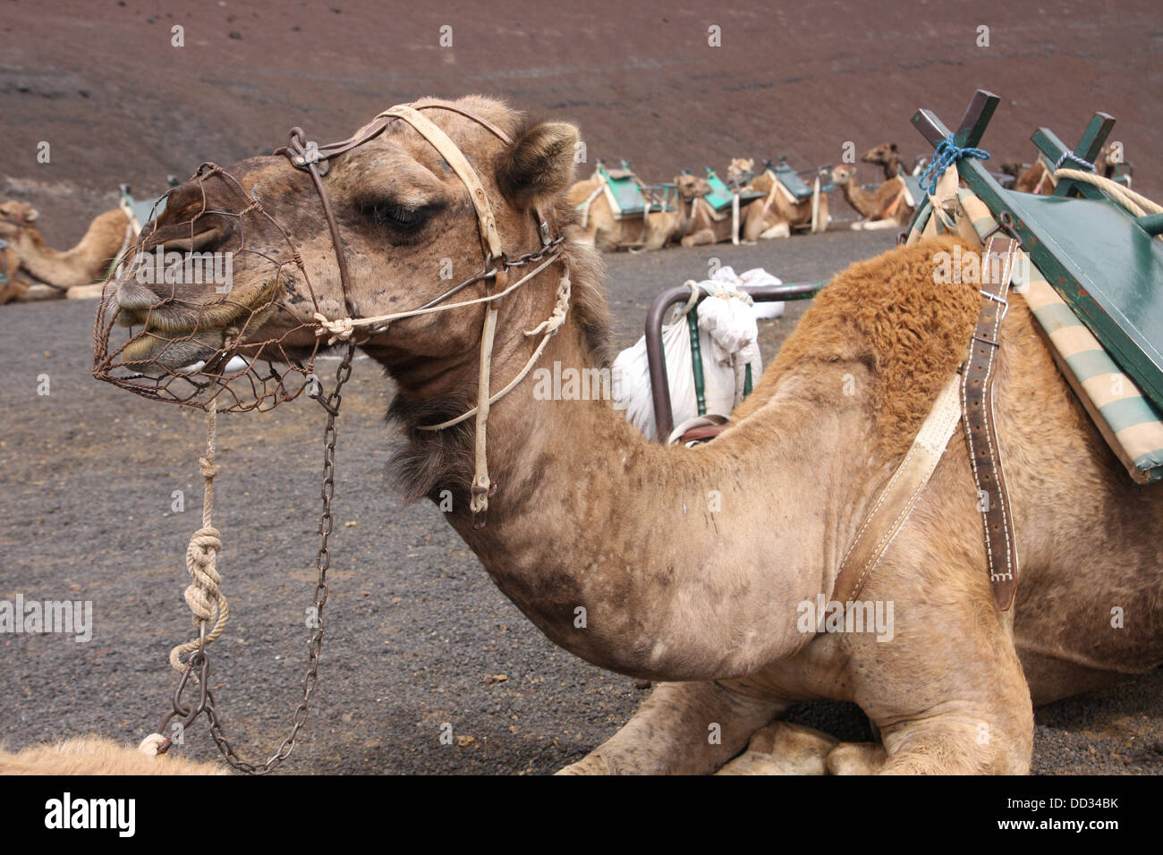 Camel in train for tourists Stock Photo