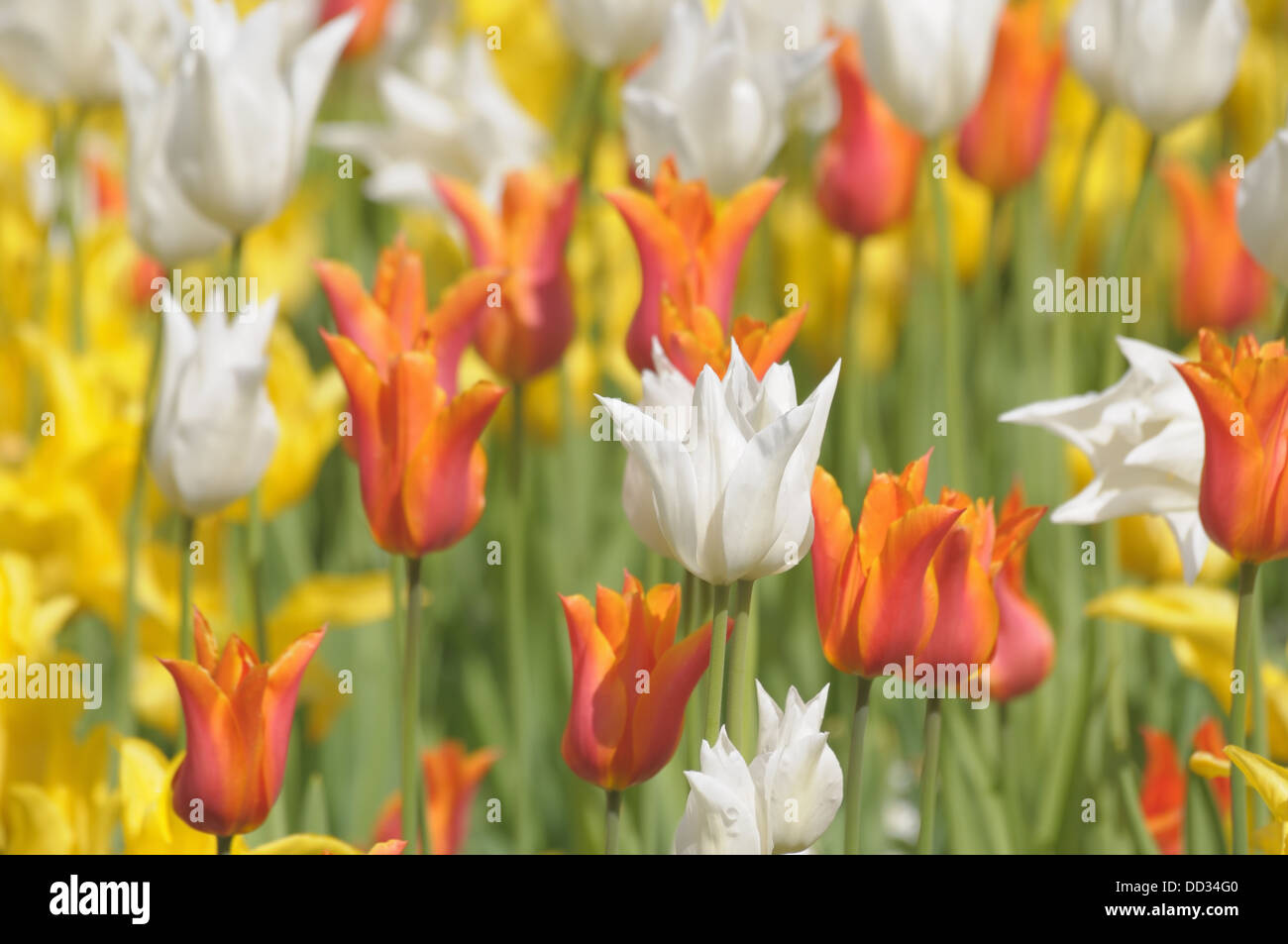 natural background with red, yellow and white tulips Stock Photo - Alamy