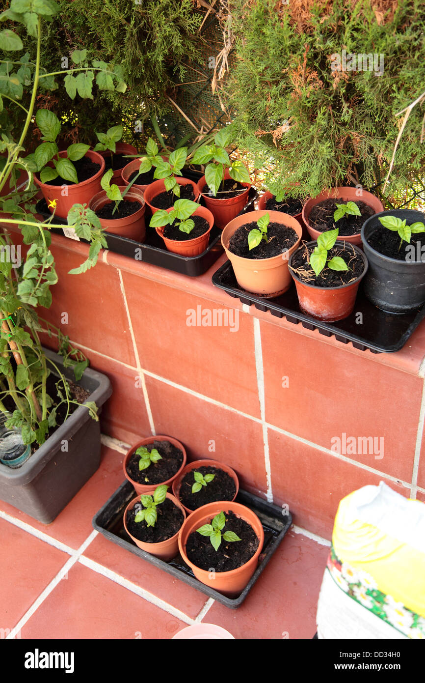 Small chilli plants hi-res stock photography and images - Alamy