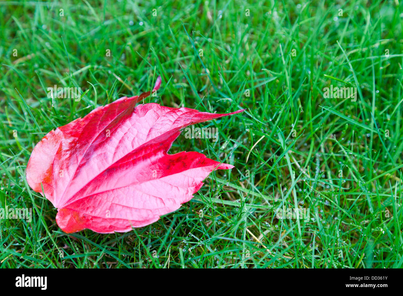 Red leaf in the grass Stock Photo