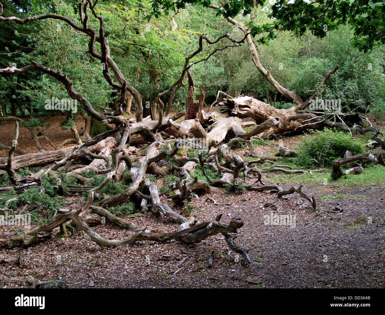 Fallen tree decaying in forest, New Forest, Hampshire, UK 2013 Stock Photo