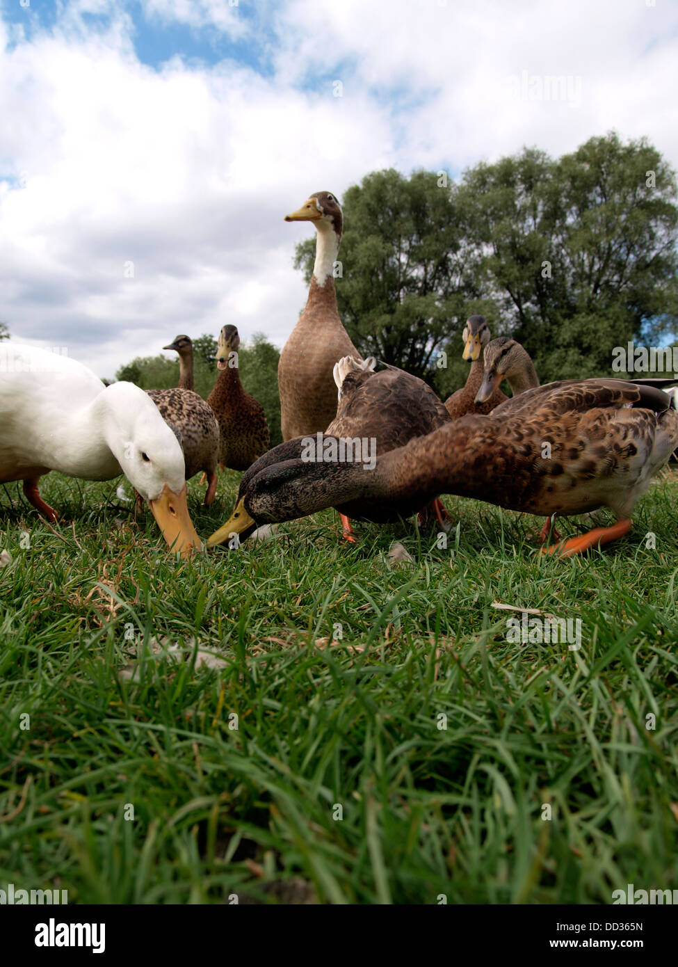Ducks, UK 2013 Stock Photo