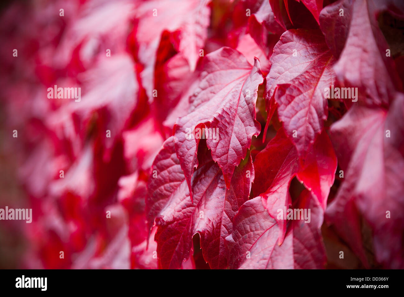 Climbing Virginia Creeper Stock Photo Alamy