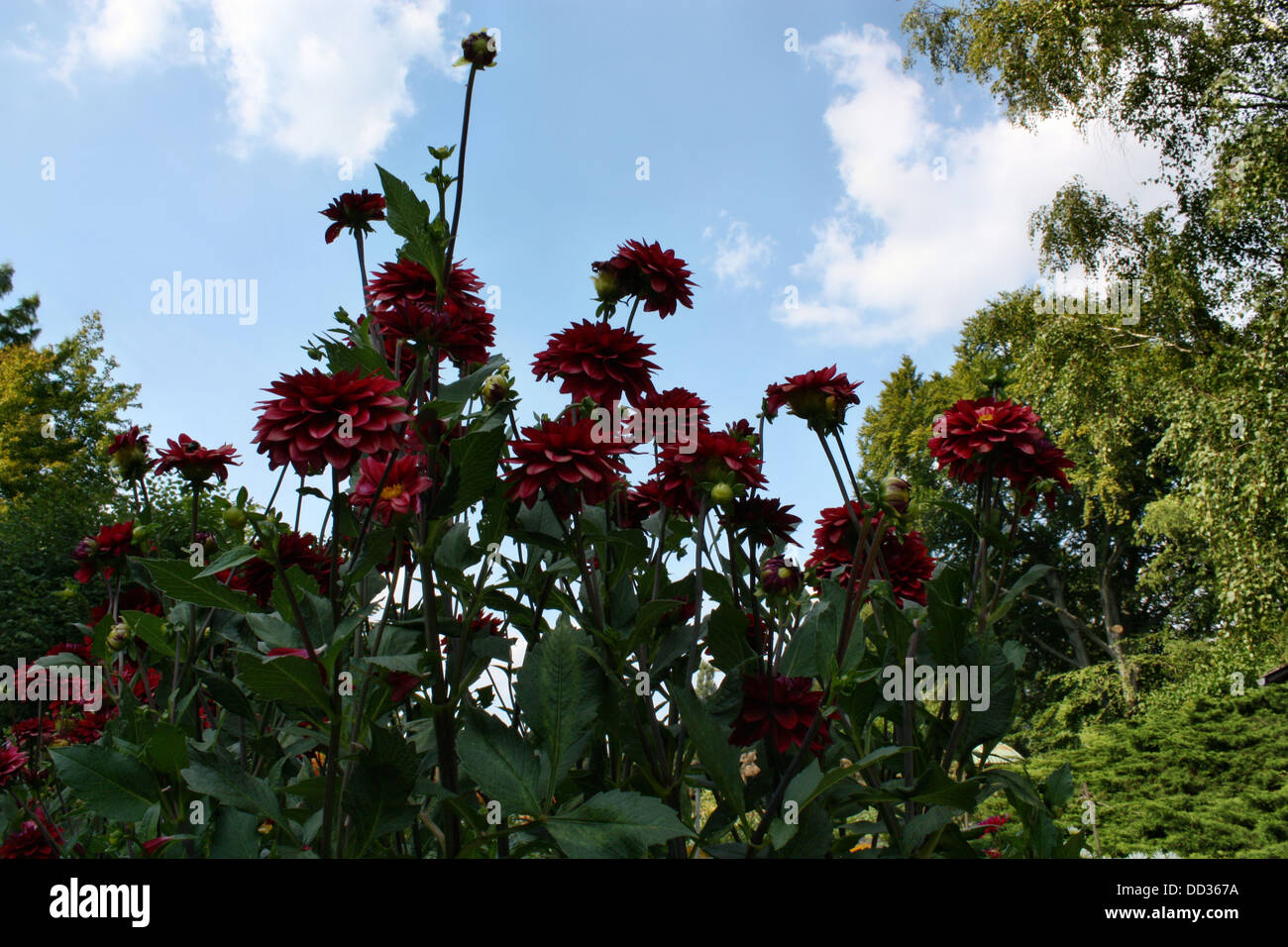 Dahlia flower growing Stock Photo Alamy