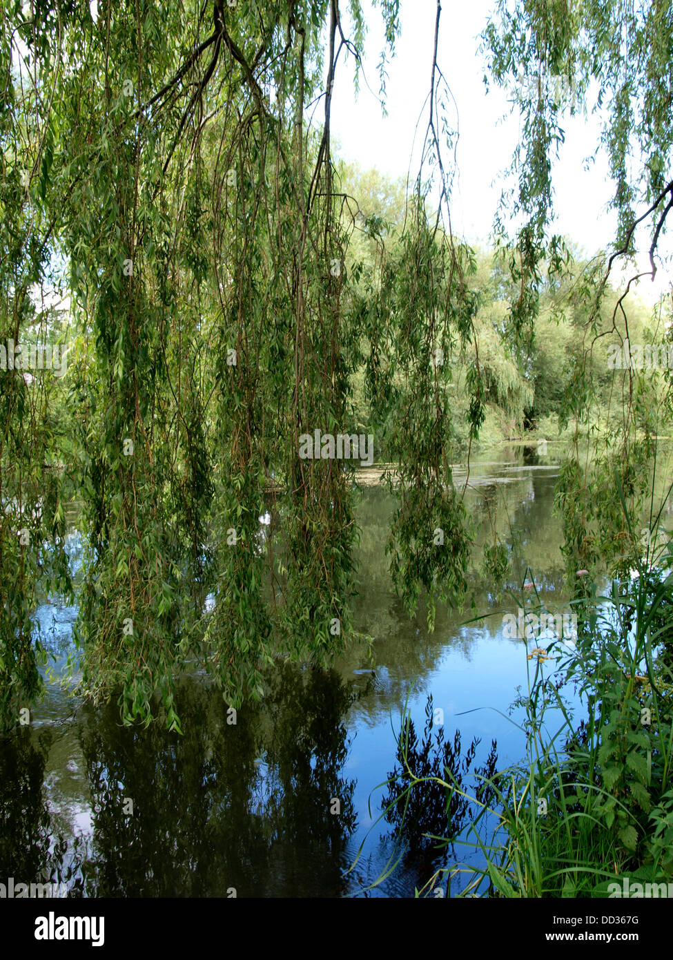 Weeping willow tree and water hires stock photography and images Alamy
