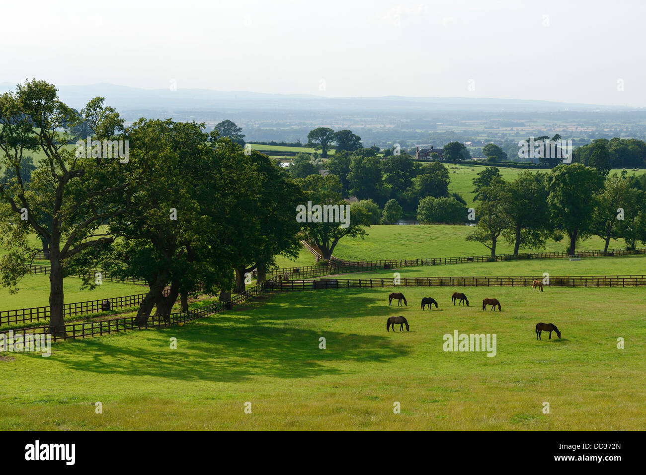 Cheshire summer countryside and fields Stock Photo