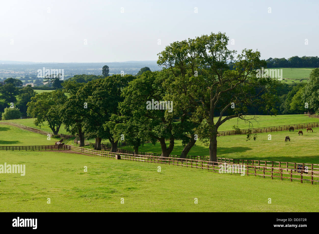 Cheshire summer countryside and fields Stock Photo