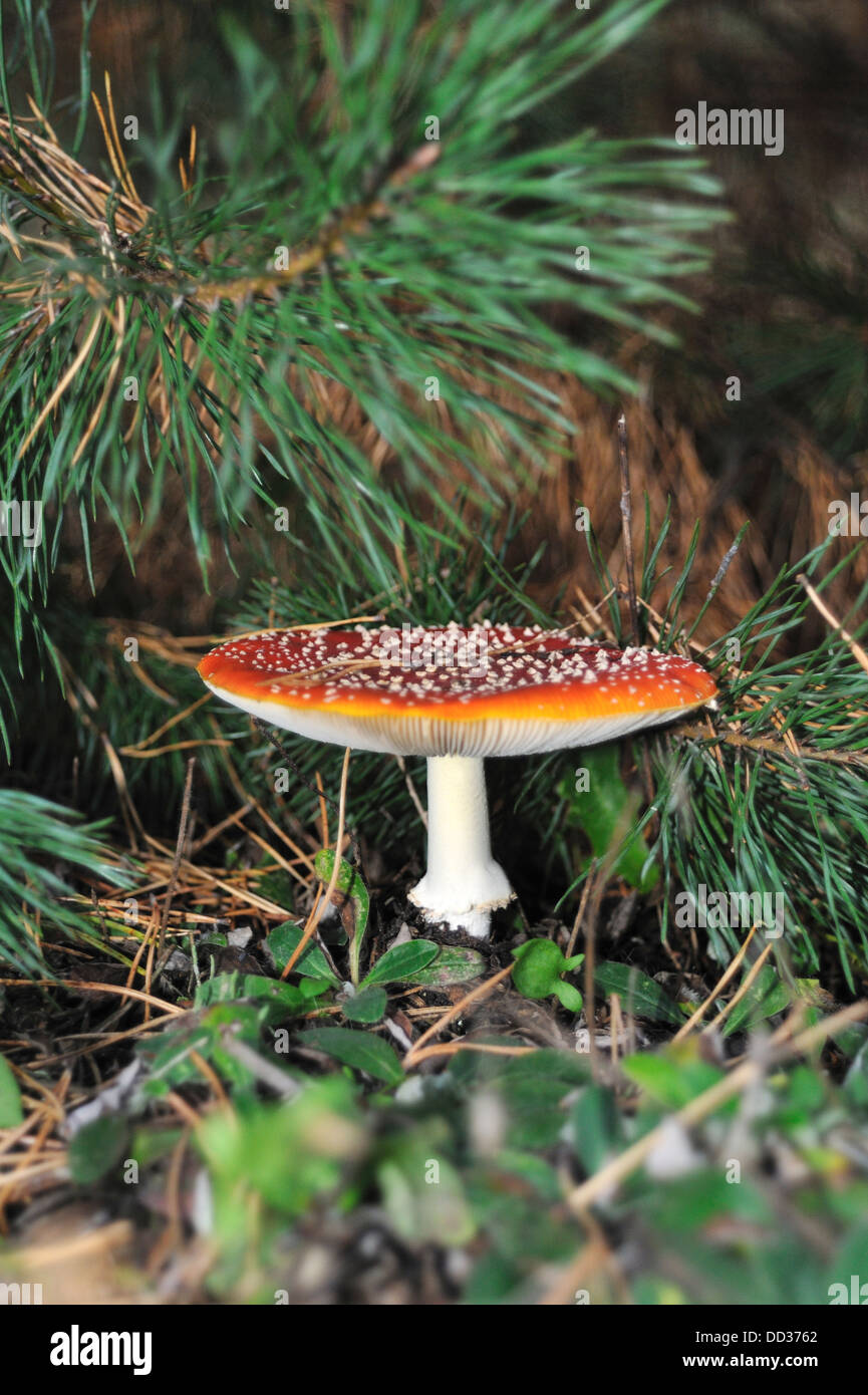 Fly Agaric toadstool, Mazovia region, Poland Stock Photo