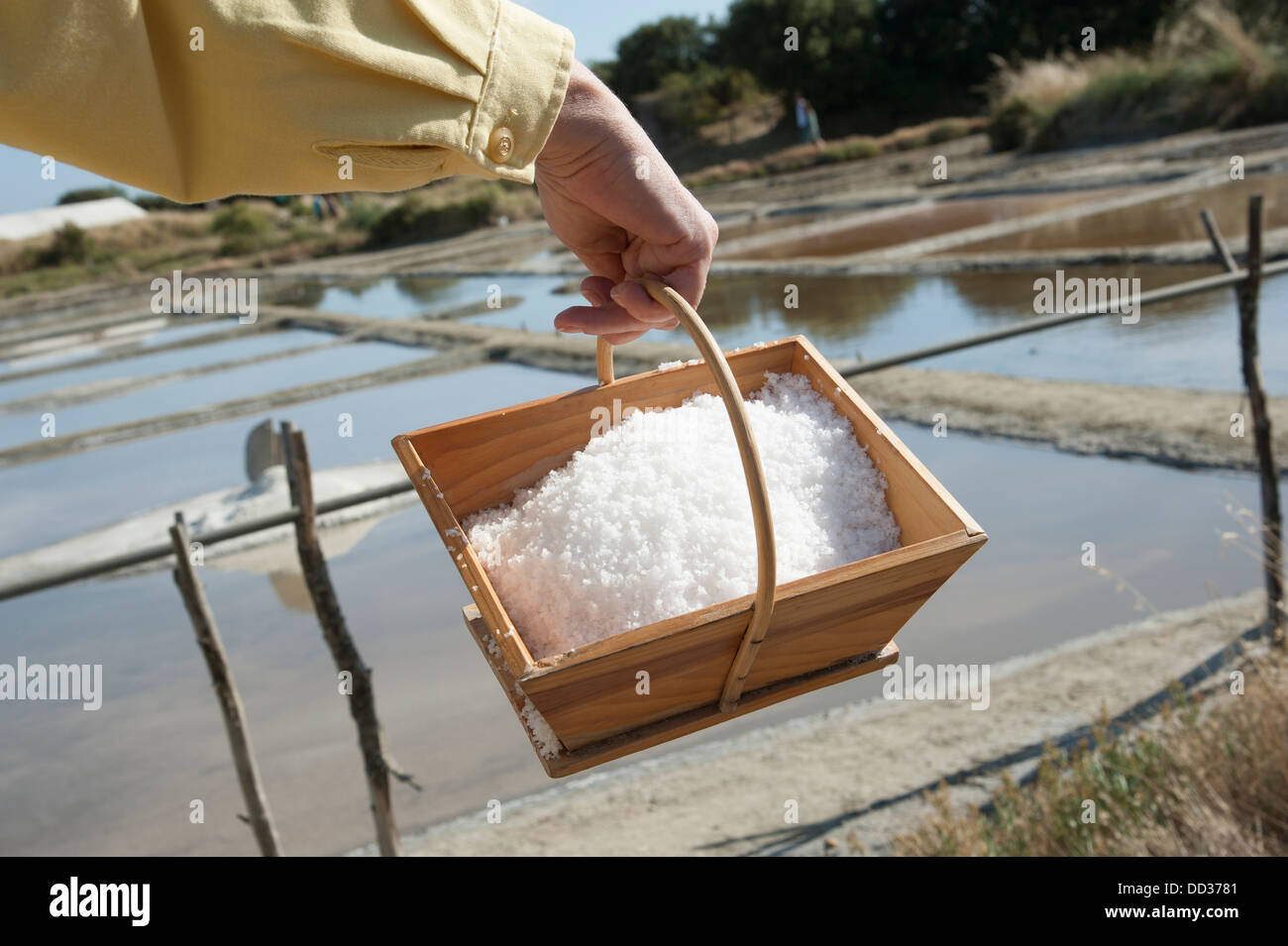 Freshly harvested sea salt in a wooden box Stock Photo