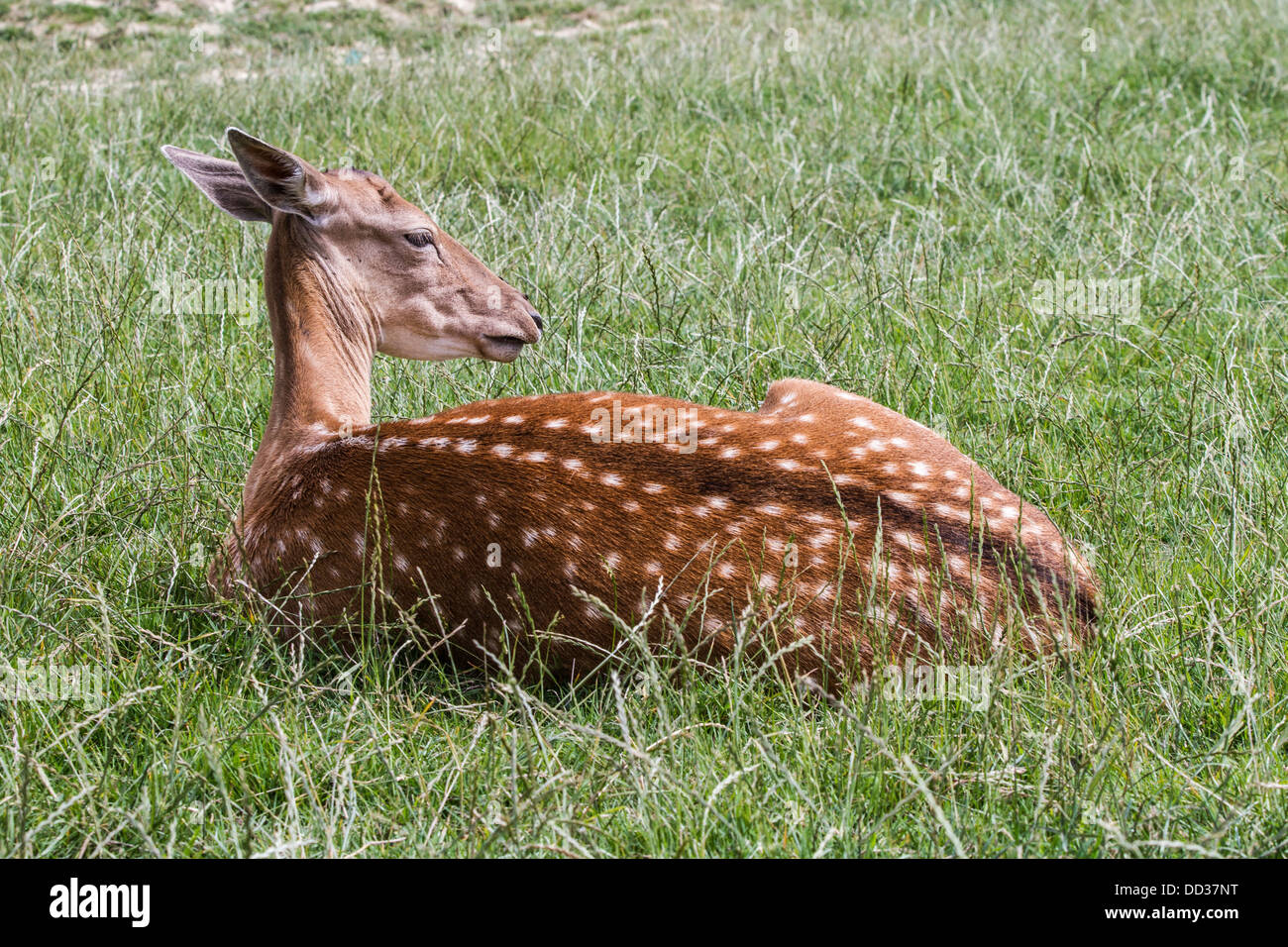 Female Fallow Deer sitting down with back to camera Stock Photo Alamy