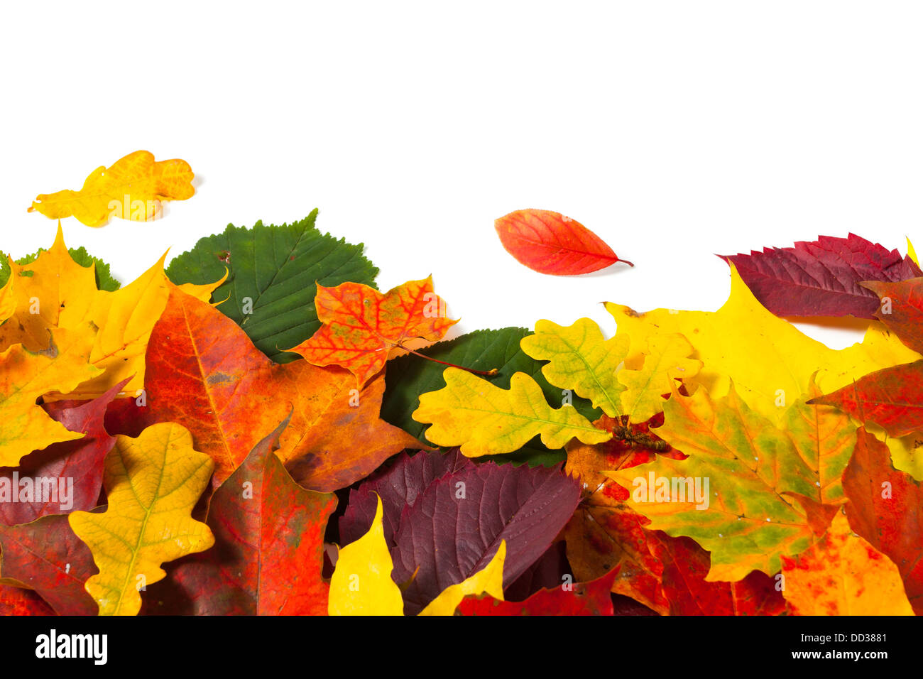 beautiful colorful autumn leaves isolated on white background Stock ...
