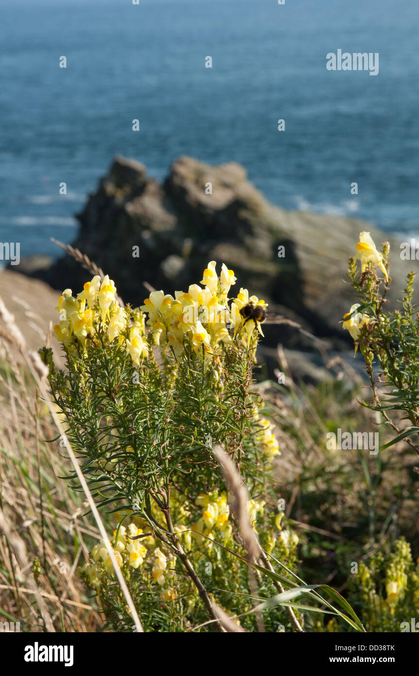 Bee on flowers of Common toadflax on coastal path with sea and rocks in background Stock Photo