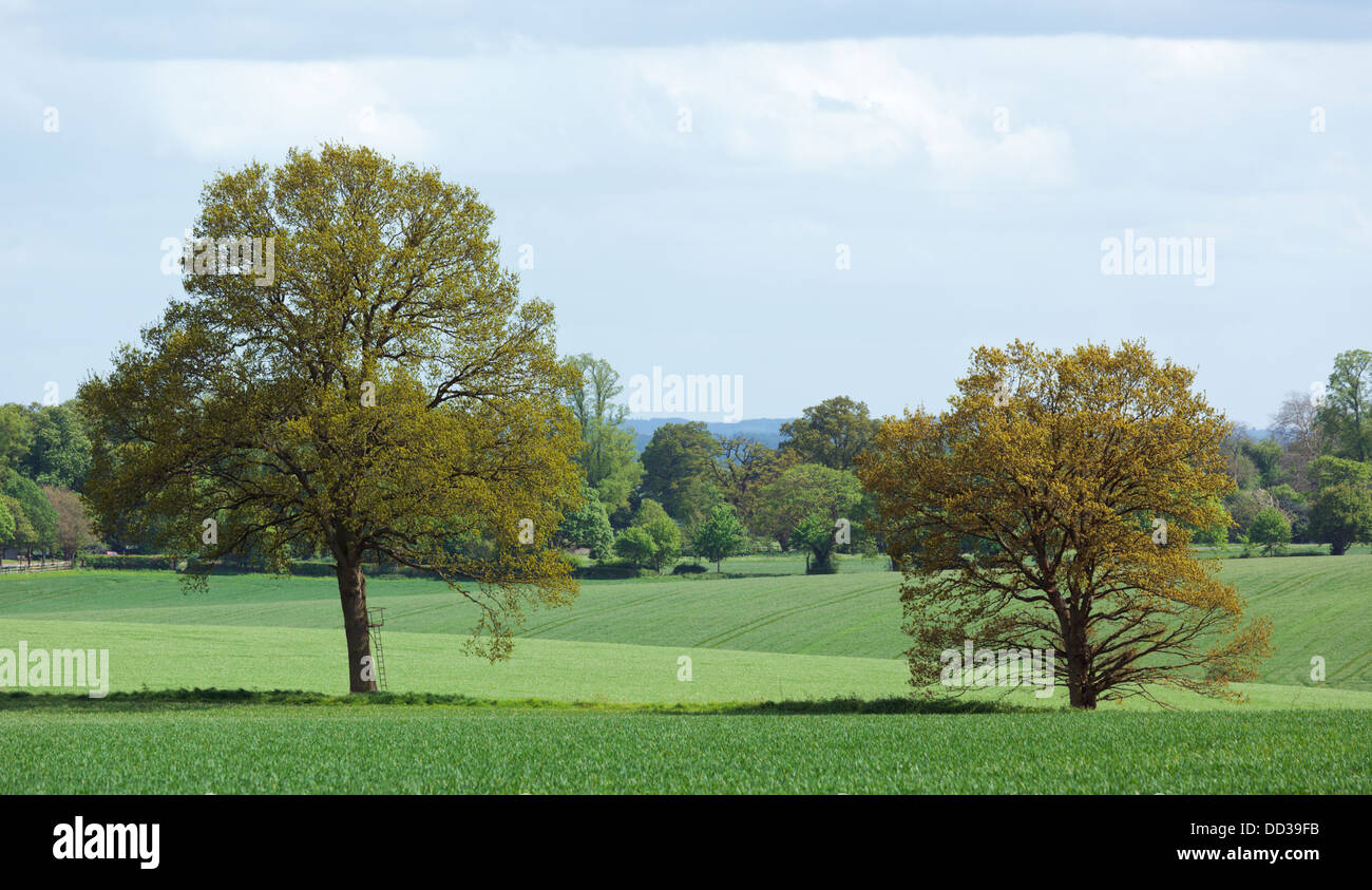 Two oak trees among growing wheat - one tree has a ladder tree stand for grouse shooting Stock Photo