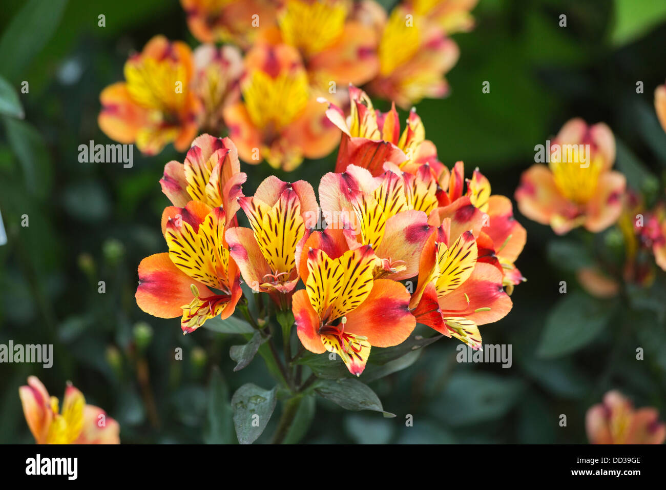 Orange and yellow alstroemeria flowers (Alstroemeriaceae), native to South America Stock Photo