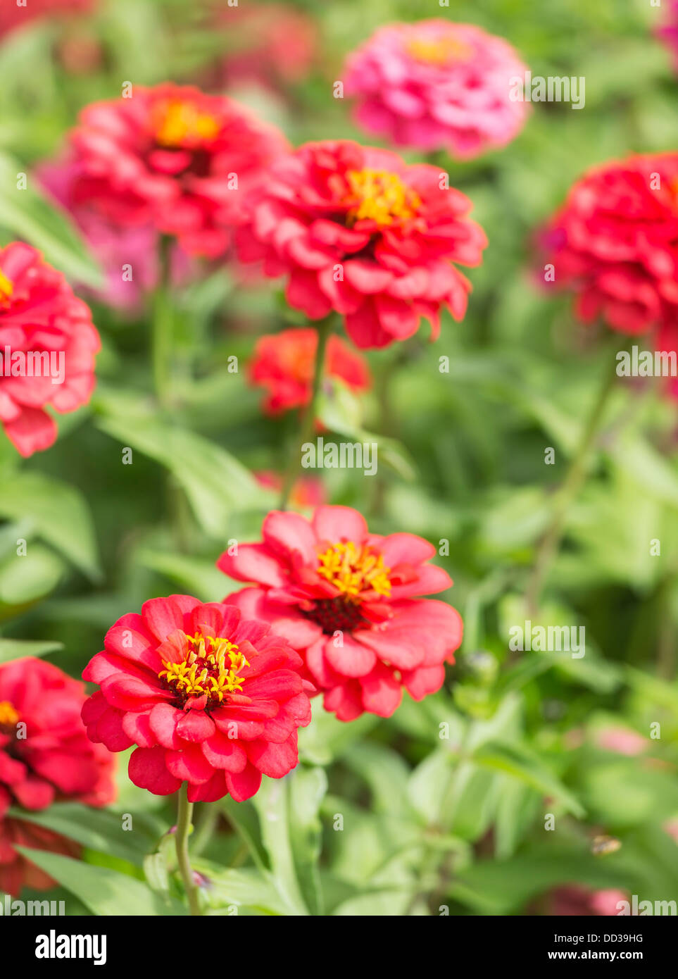 Colourful, bright red zinnia flowers with yellow stamens Stock Photo