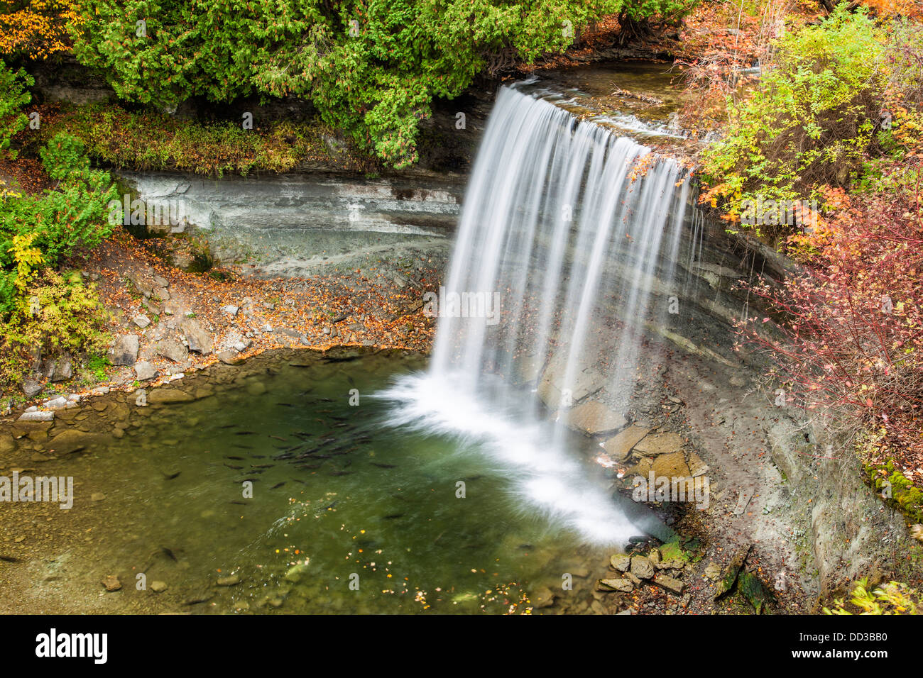 Bridal Veil Falls, Kagawong, Manitoulin Island, Ontario, in autumn, with salmon spawning in its pool. Stock Photo