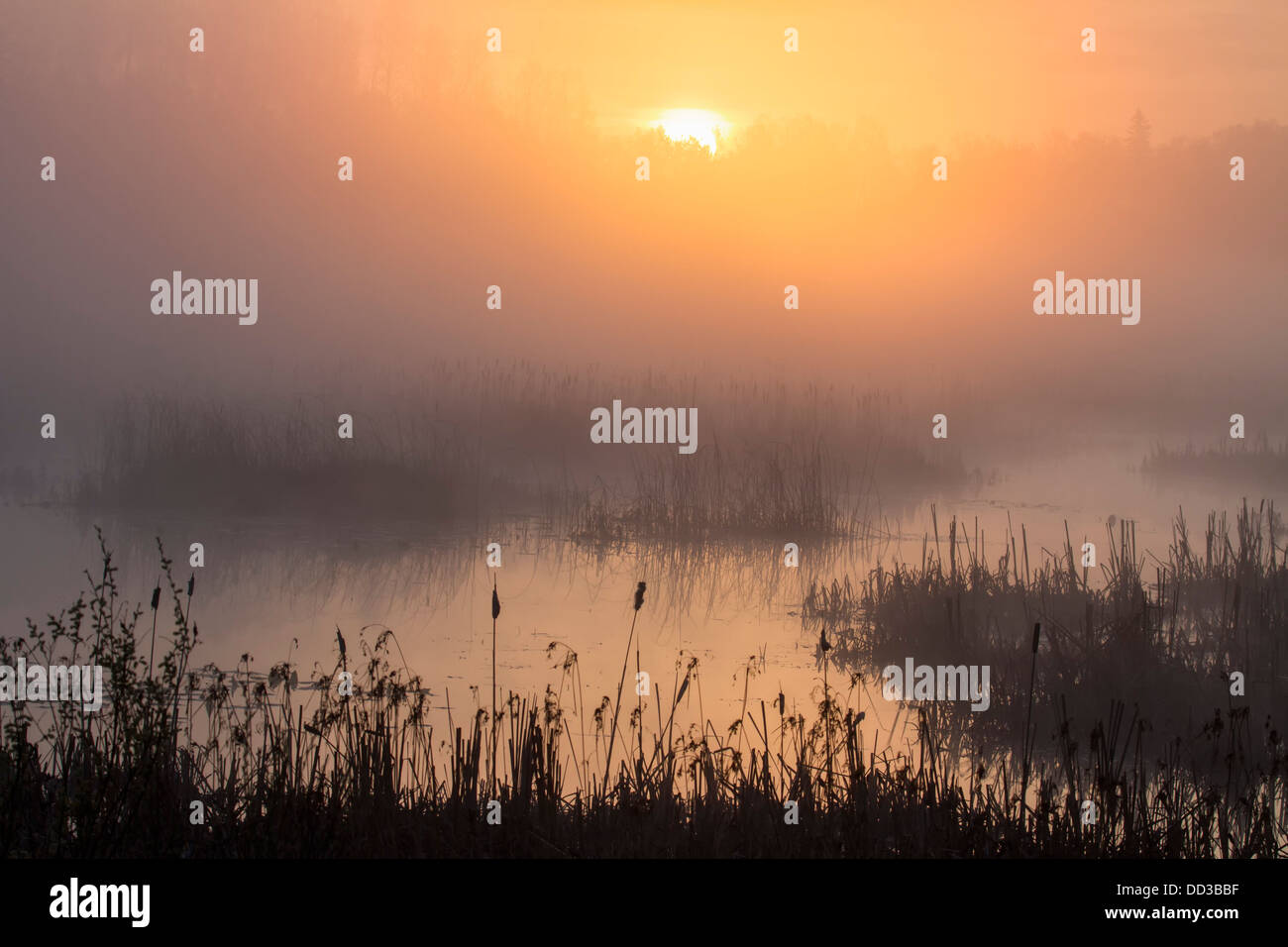 Sunrise in a wetland, Whitefish, City of Greater Sudbury, Ontario, Canada. Stock Photo