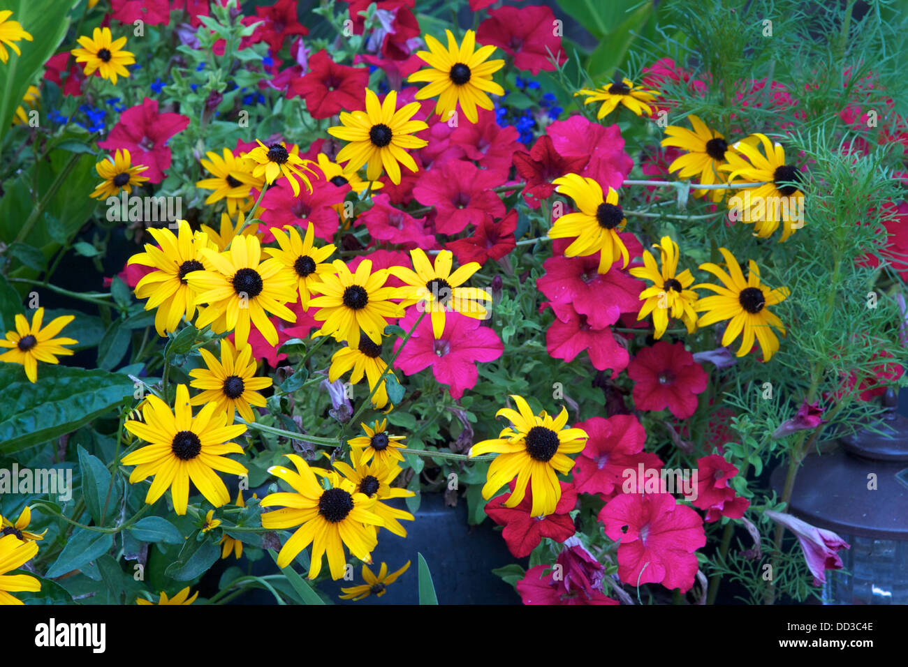 Black-eyed-susans and petunias growing in a container Stock Photo