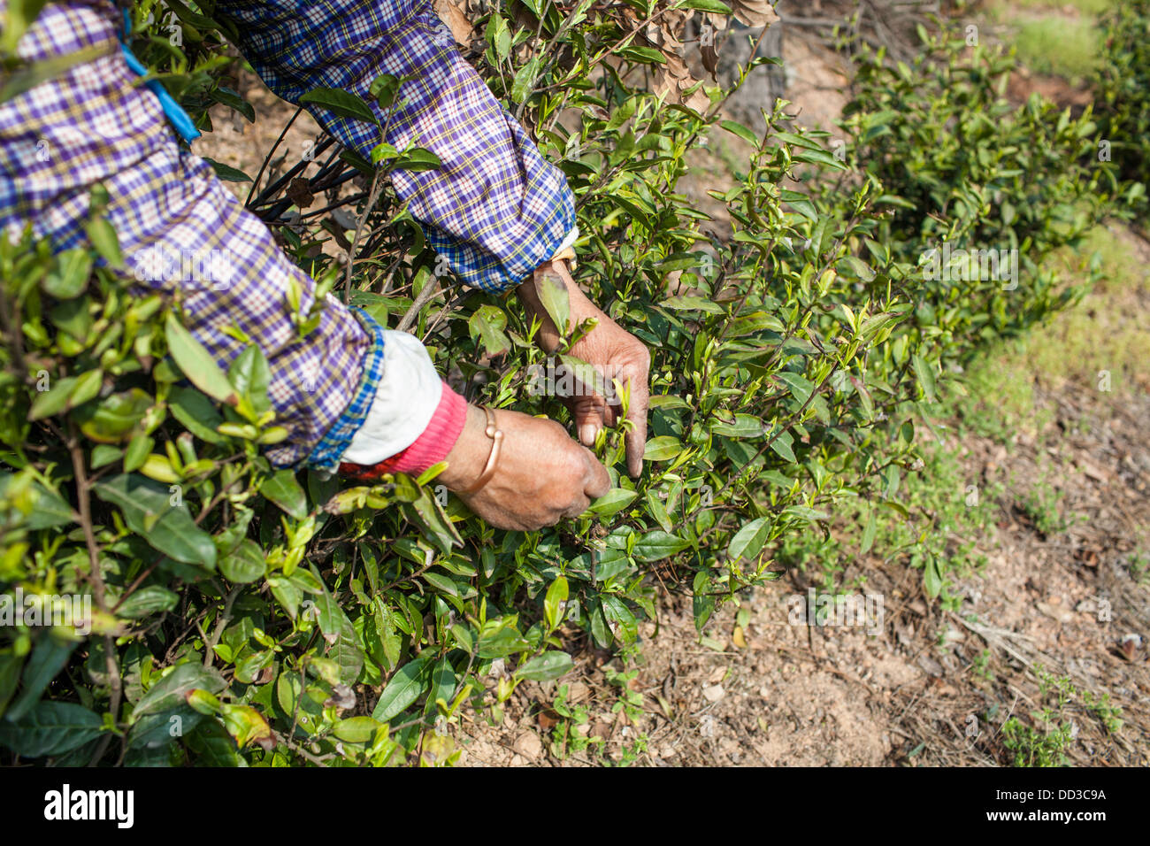 female workers are careful picking tea in the tea garden Stock Photo