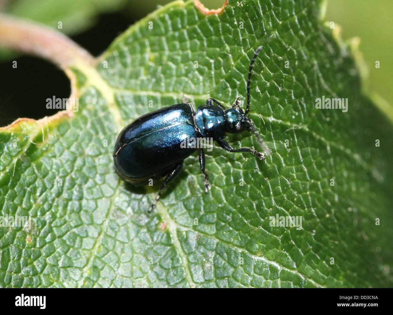 Blue Mint Beetle (Chrysolina coerulans) Himmelblauer Blattkäfer Stock