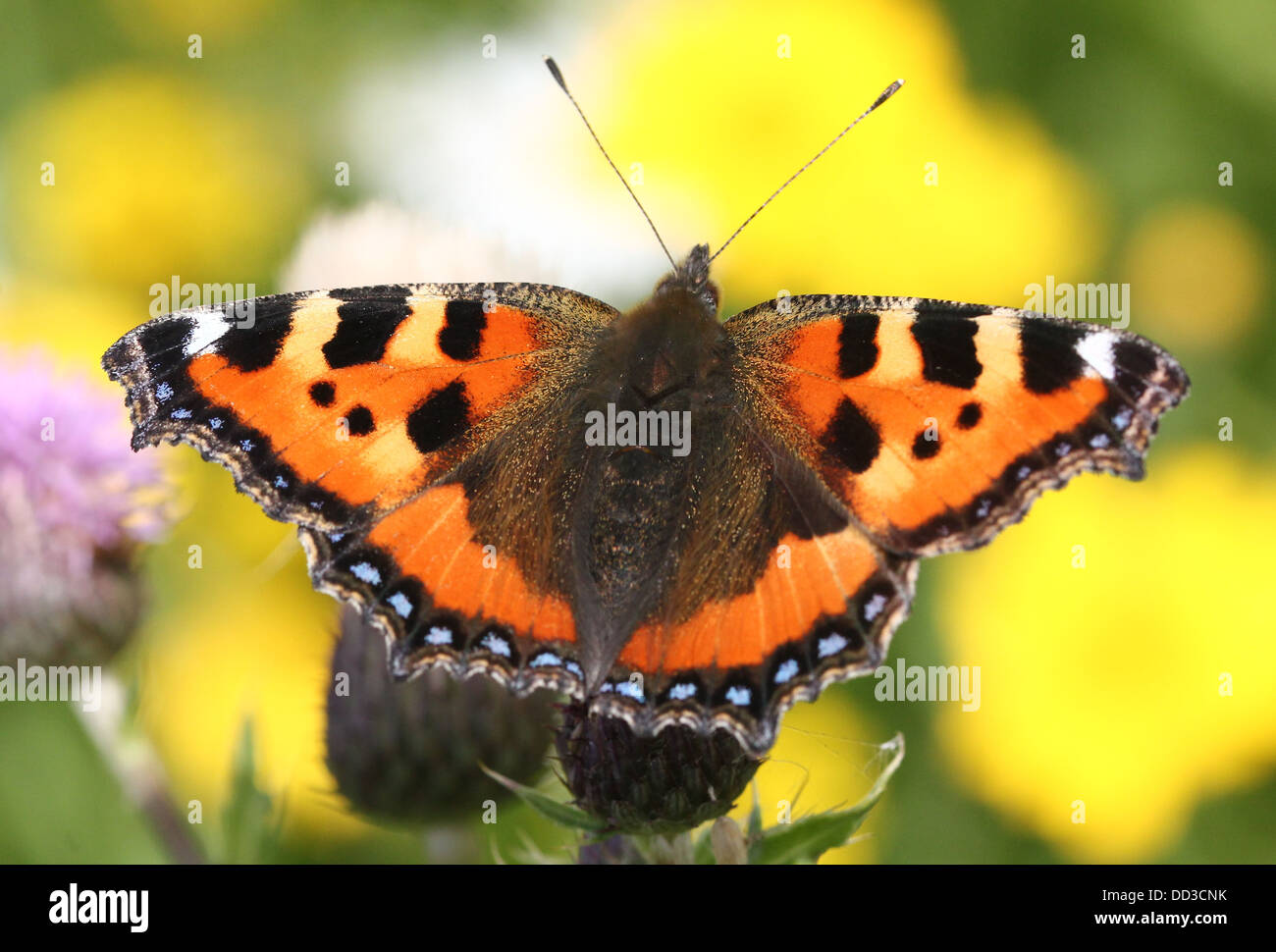 Extensive series of the Small Tortoiseshell (Aglais urticae) butterfly posing on a variety of flowers Stock Photo
