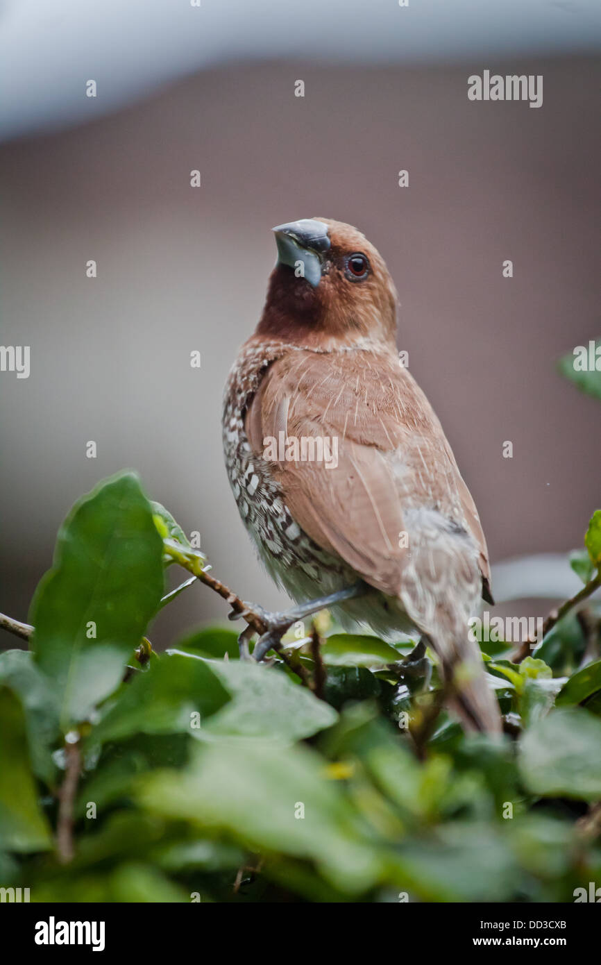 Wildlife bird gallery hi-res stock photography and images - Alamy