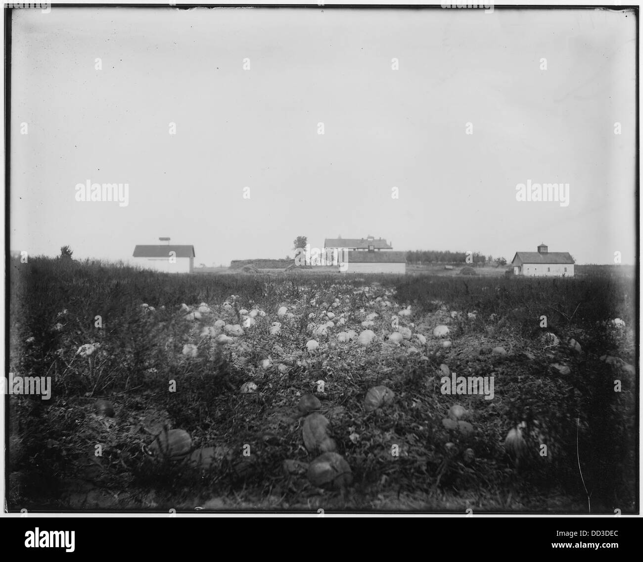 The photograph from 1909 depicts a pumpkin patch, capturing the agricultural activity associated with growing pumpkins. The image reflects early 20th-century farming practices, showing the crops in a field ready for harvest. Stock Photo