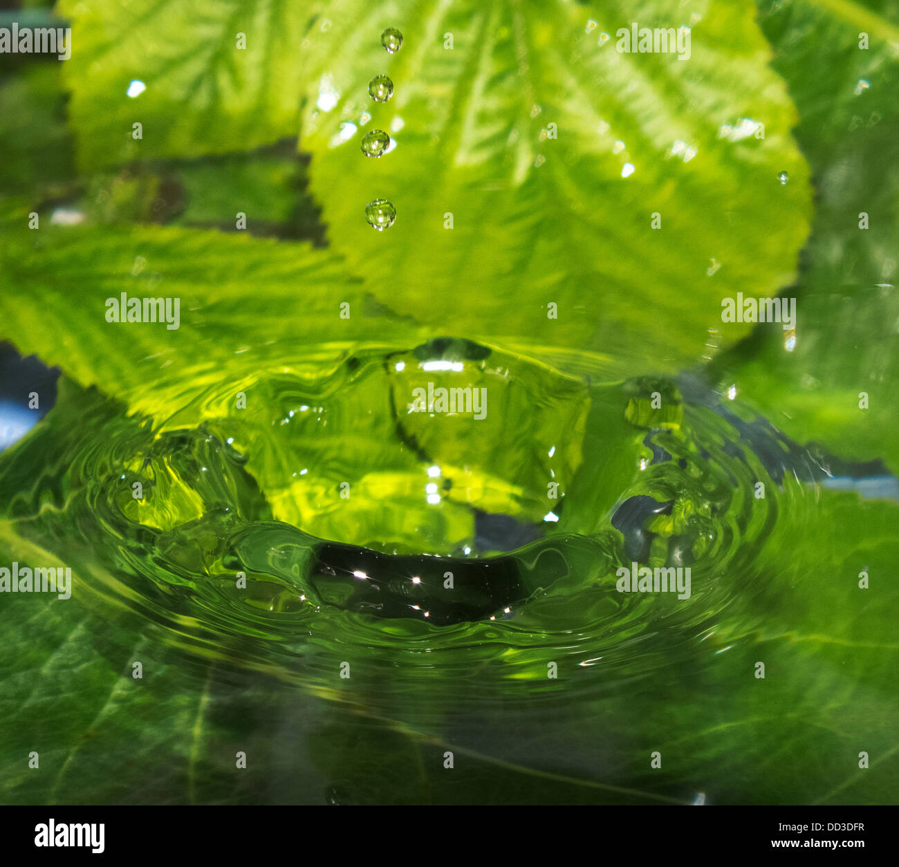 drop of rain water Stock Photo Alamy