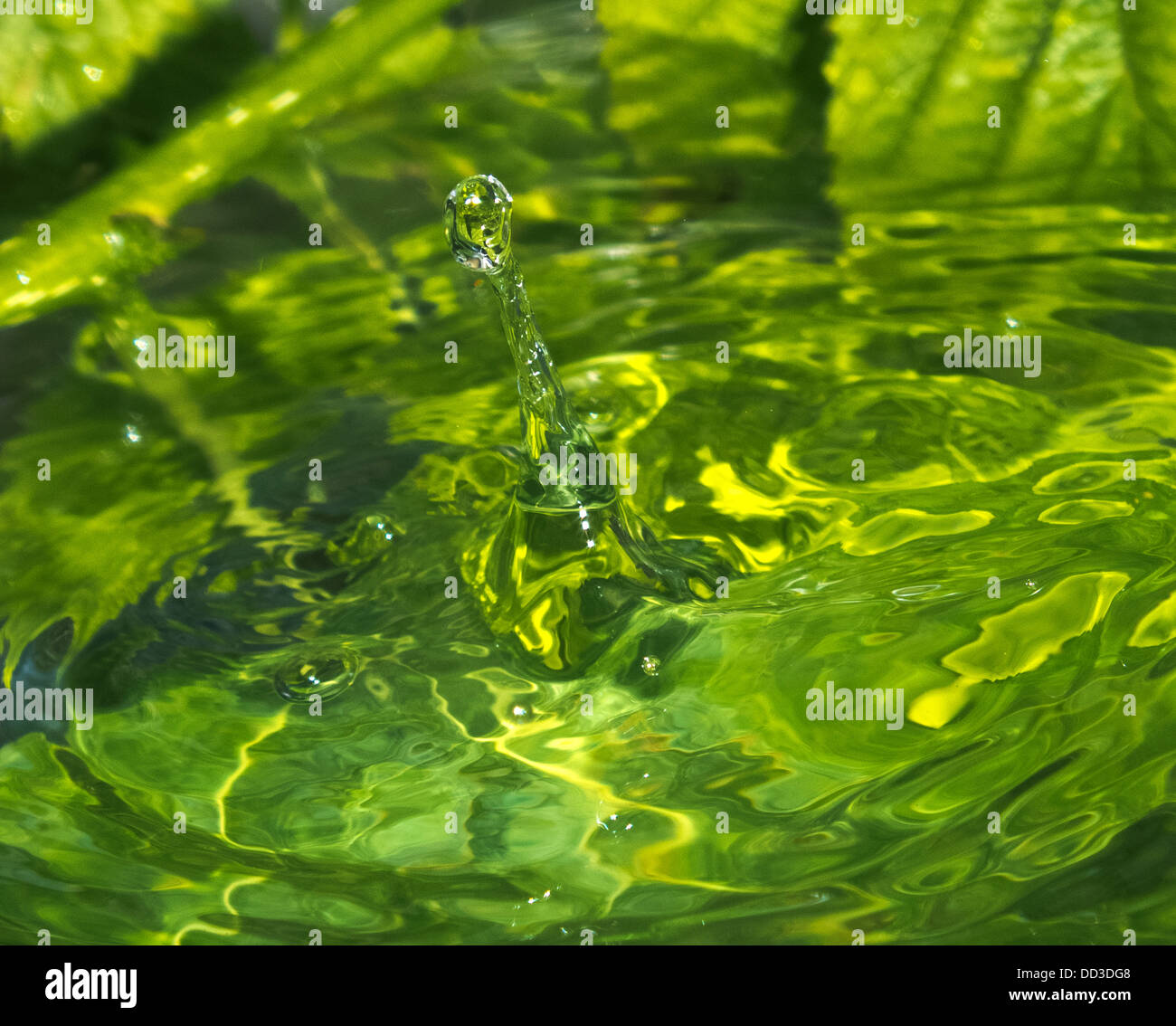 drop of rain water Stock Photo Alamy