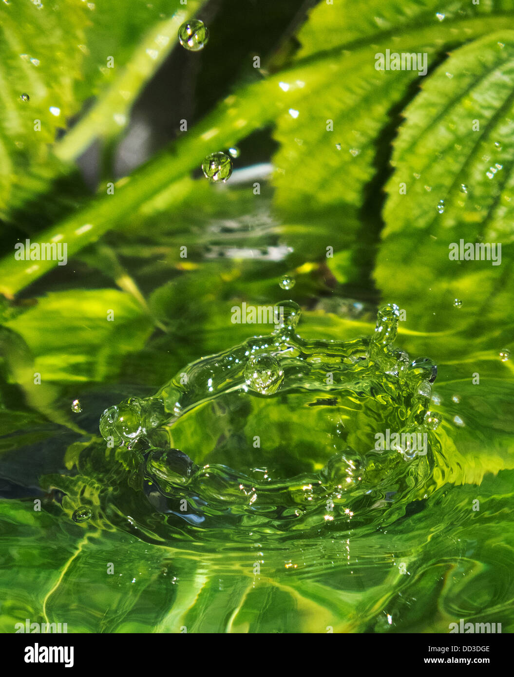 drop of rain water Stock Photo Alamy