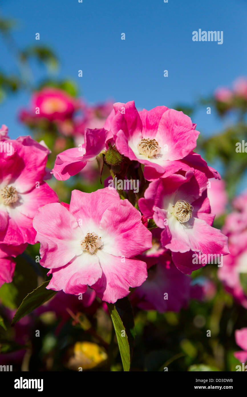Climbing rose hi-res stock photography and images - Alamy