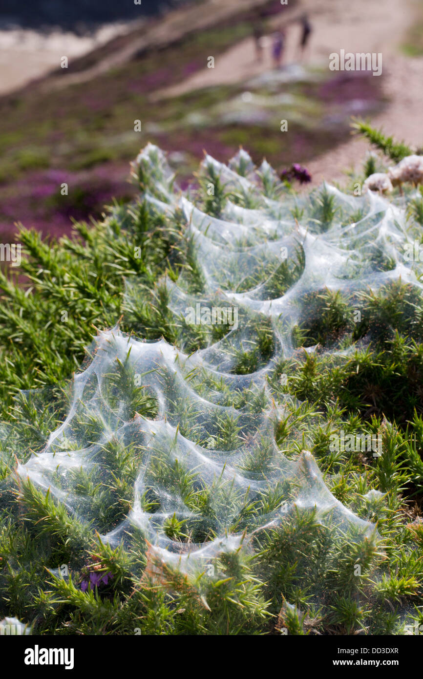 Gorse Spider Mite; Tetranychus lintearius; Summer; Cornwall; UK Stock Photo