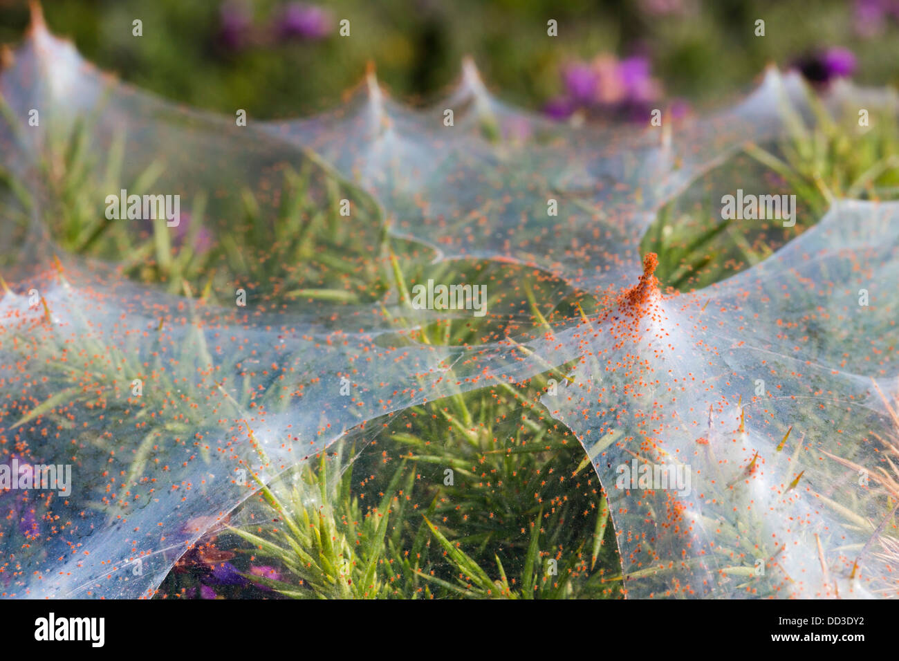 Gorse Spider Mite; Tetranychus lintearius; Summer; Cornwall; UK Stock Photo