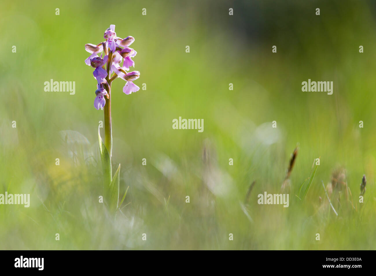 Green Winged Orchid; Orchis morio; Spring; UK Stock Photo